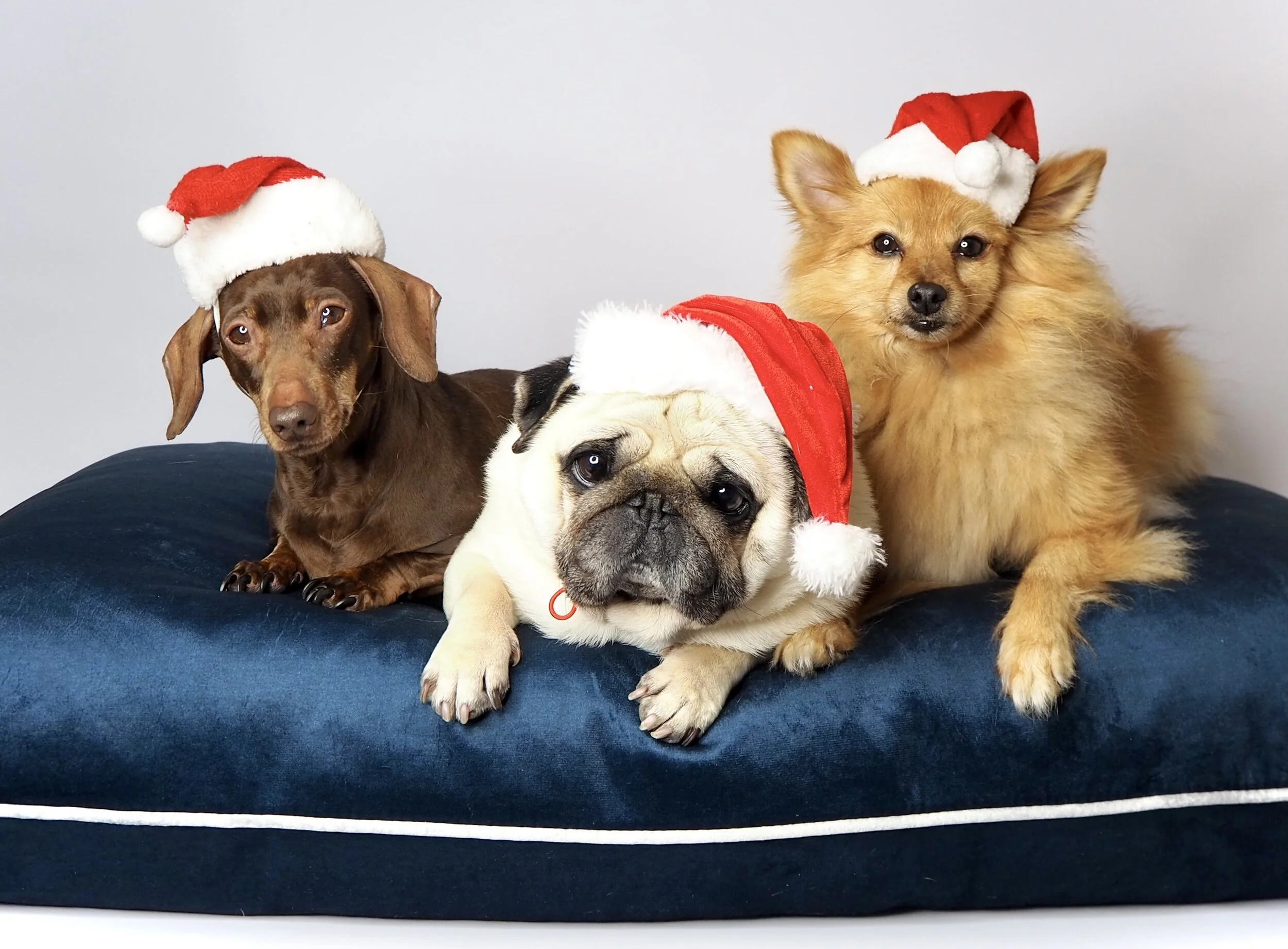 dog pillow bed puggy smalls