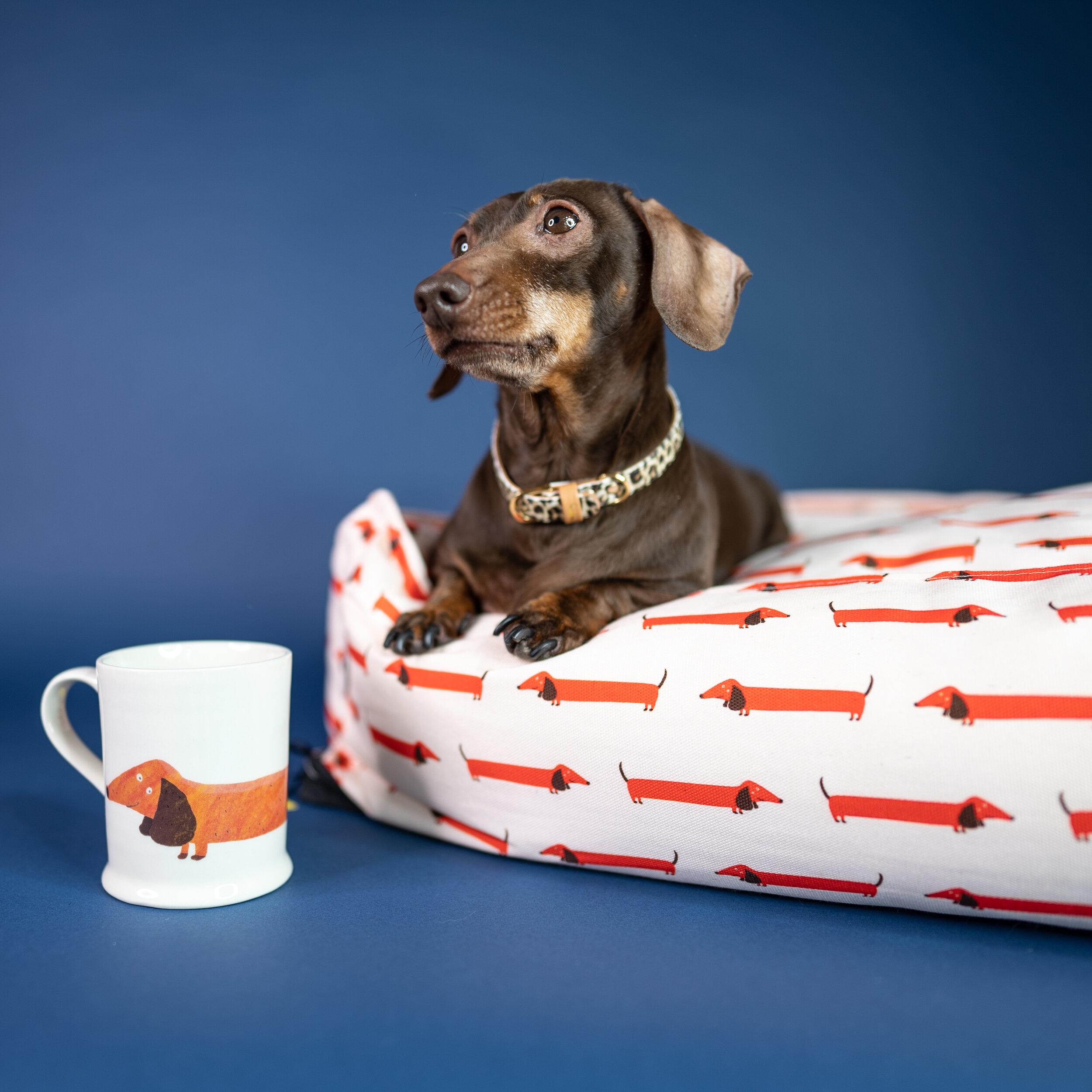 Fenella Smith ~ Dachshund Pug Labrador ~ BNWT tea towels set 100% cotton 