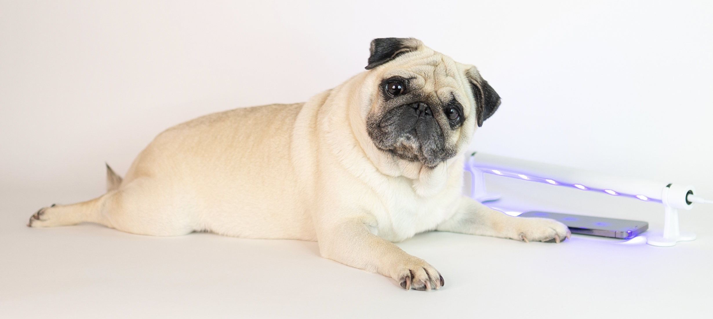 Puggy Smalls phone osolumio