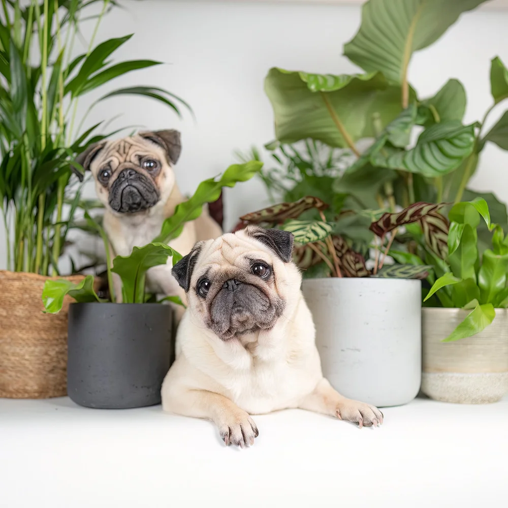 Quirky Plants - Beautiful, dog friendly house plants delivered right to  your door.  instadoggo