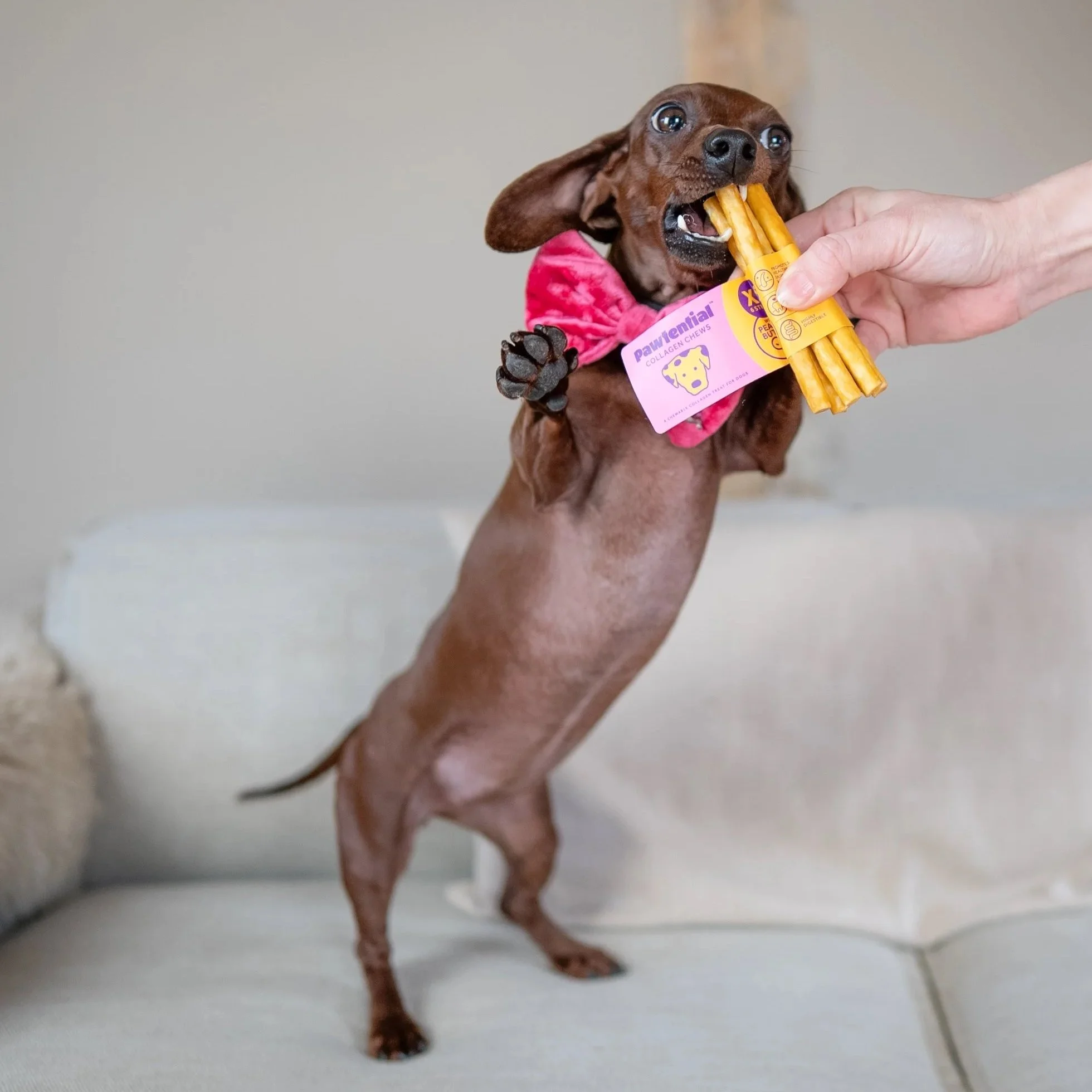 Theres a new premium dog treat in town with so many health benefits!