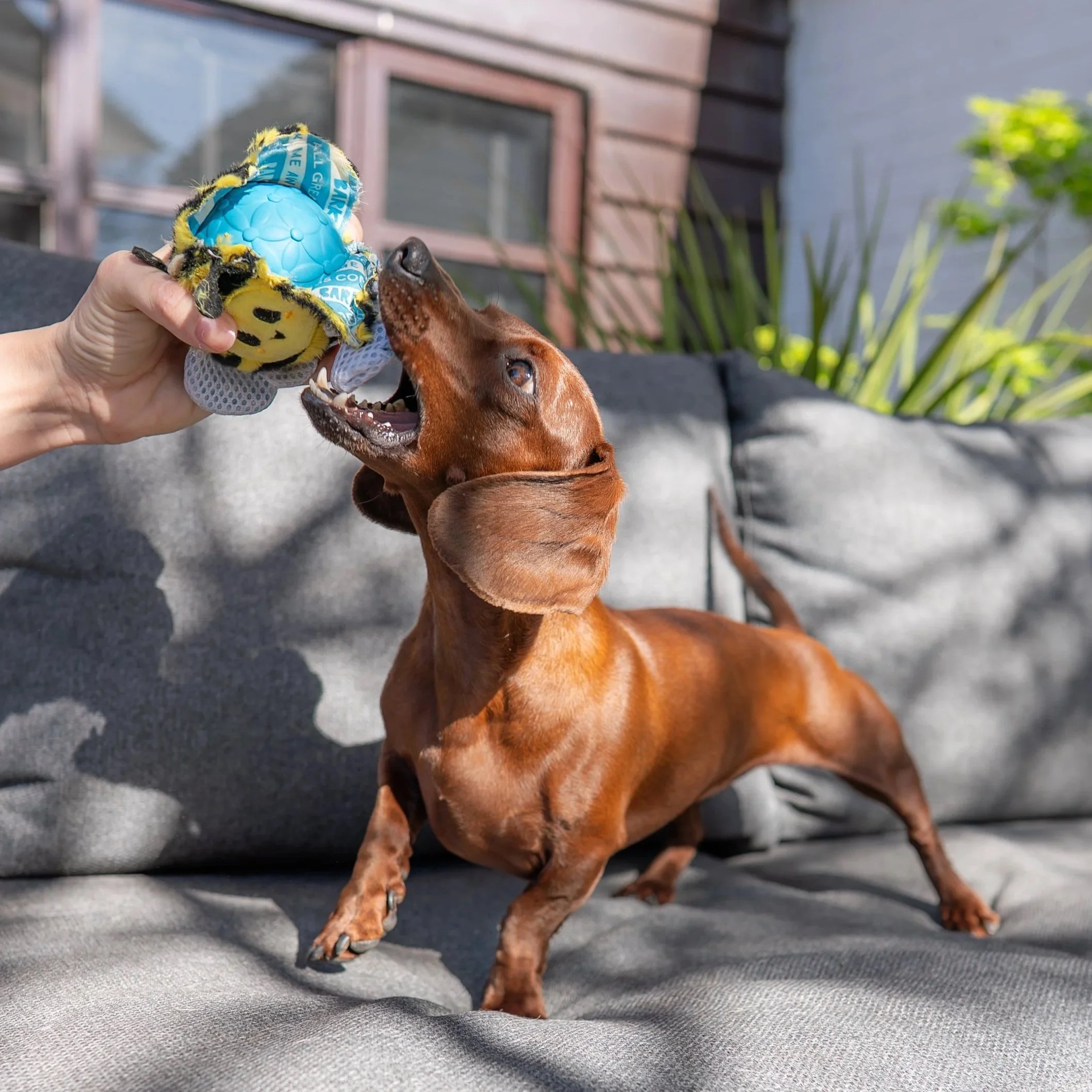 Shredders, thrashers, rippers and squeaker lovers – this one’s for you!