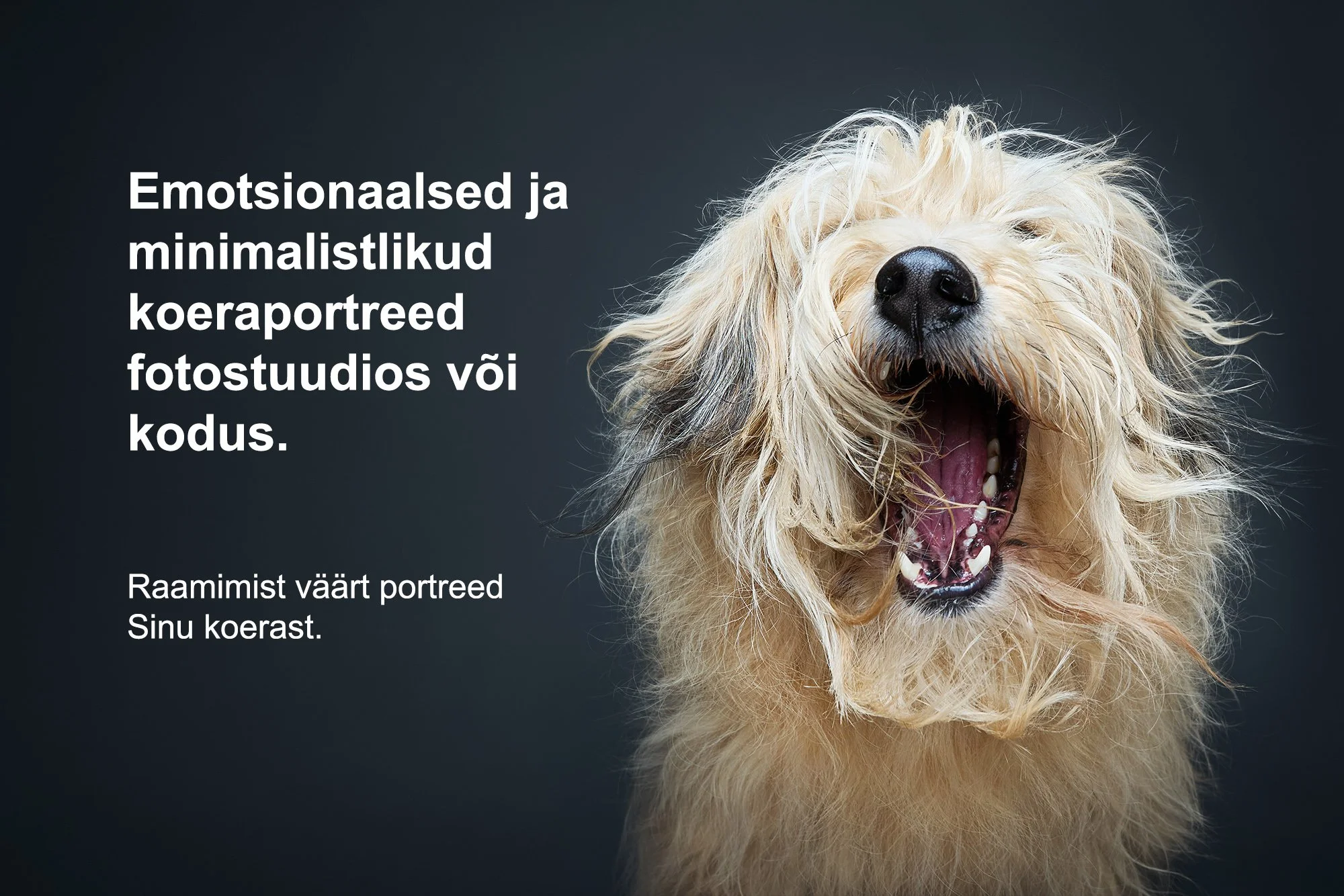 emotsionaalsed-koeraportreed-stuudios-kruuserfoto.jpg