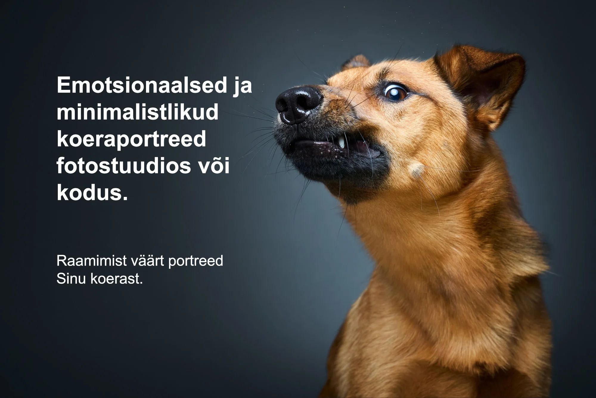 emotsionaalsed-koeraportreed-stuudios.jpg