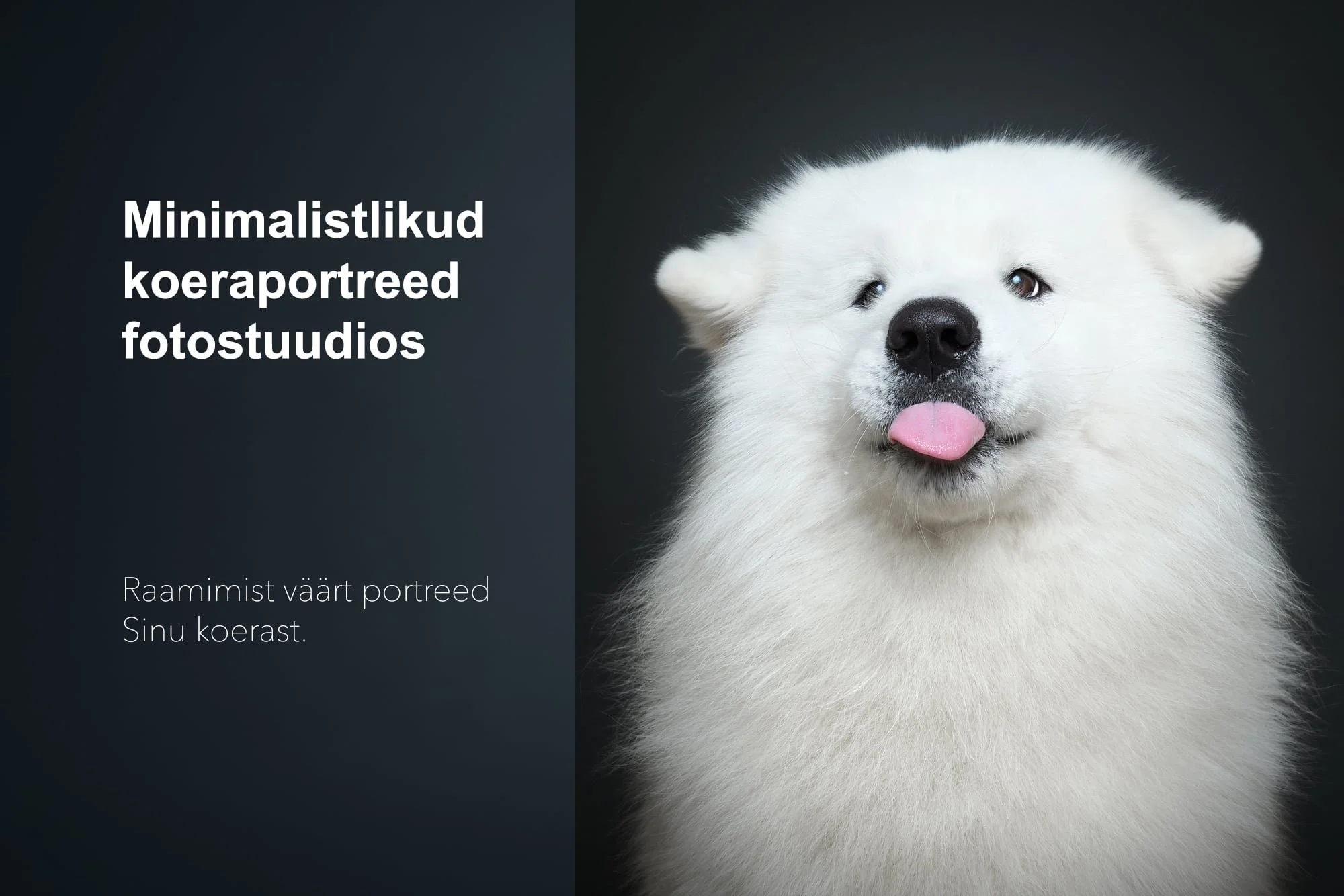 Koera pildistamine stuudios - samojeed