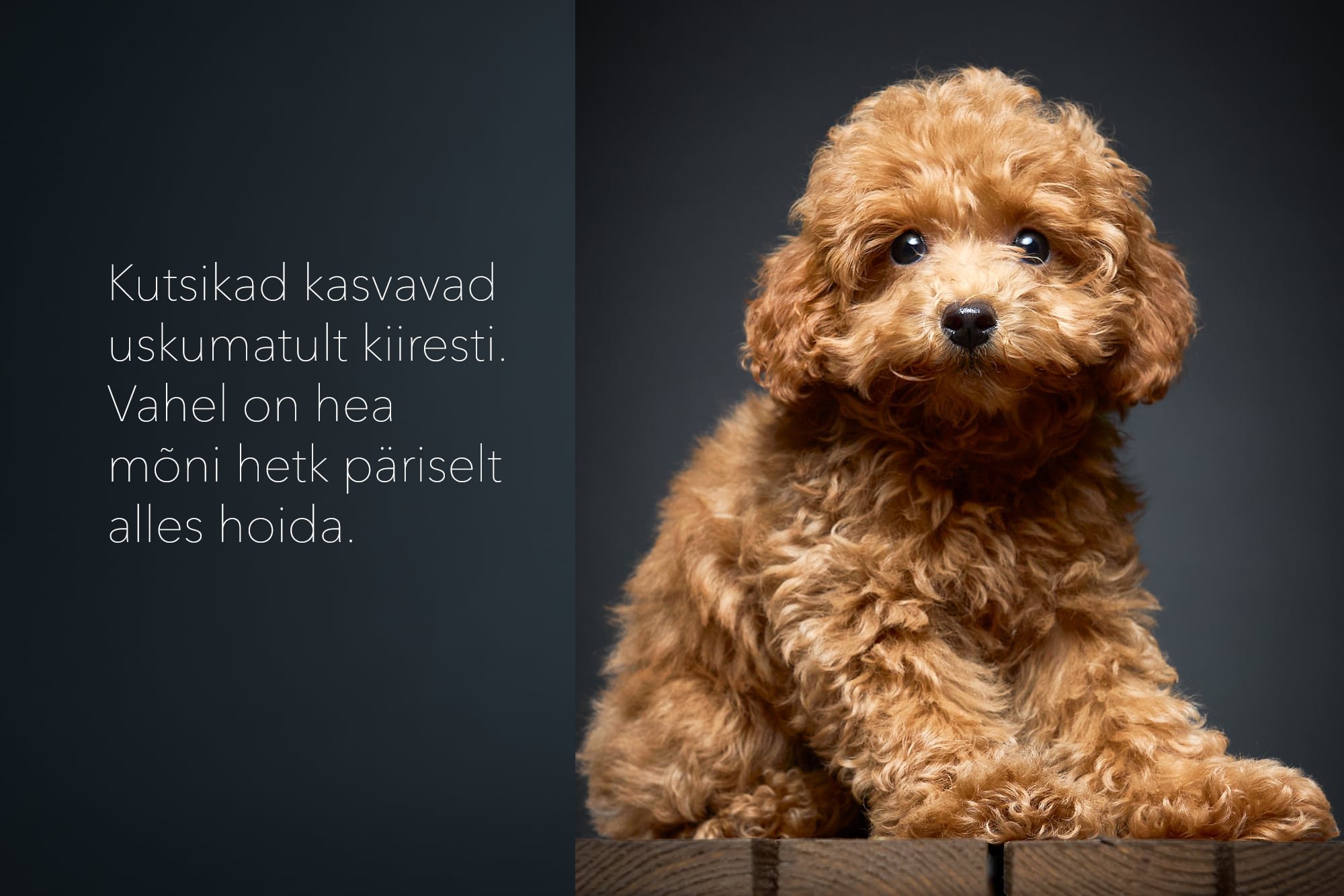 Koera pildistamine Tallinnas - maltipoo