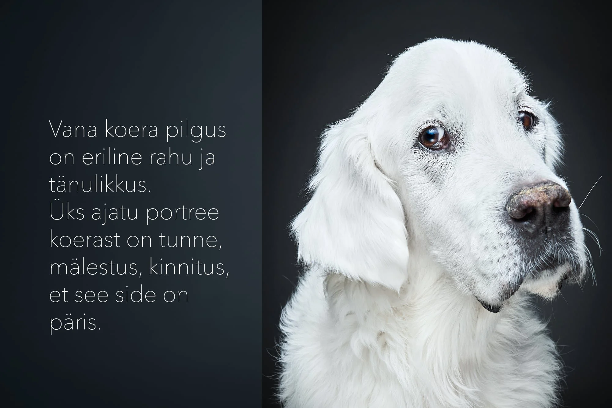 Lemmikloomaportree stuudios - labradori retriiver
