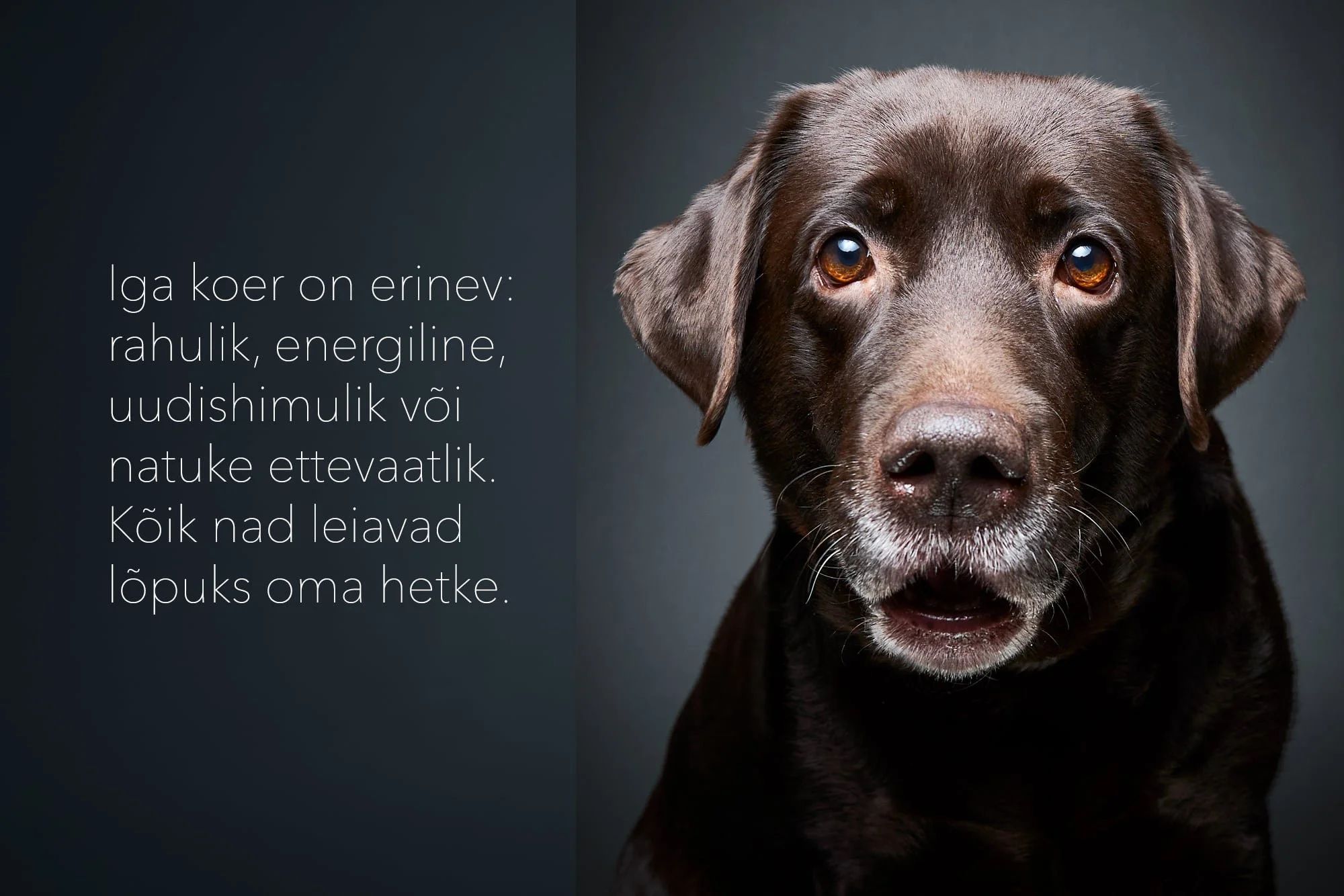 Koeraportree stuudios - labradori retriiver