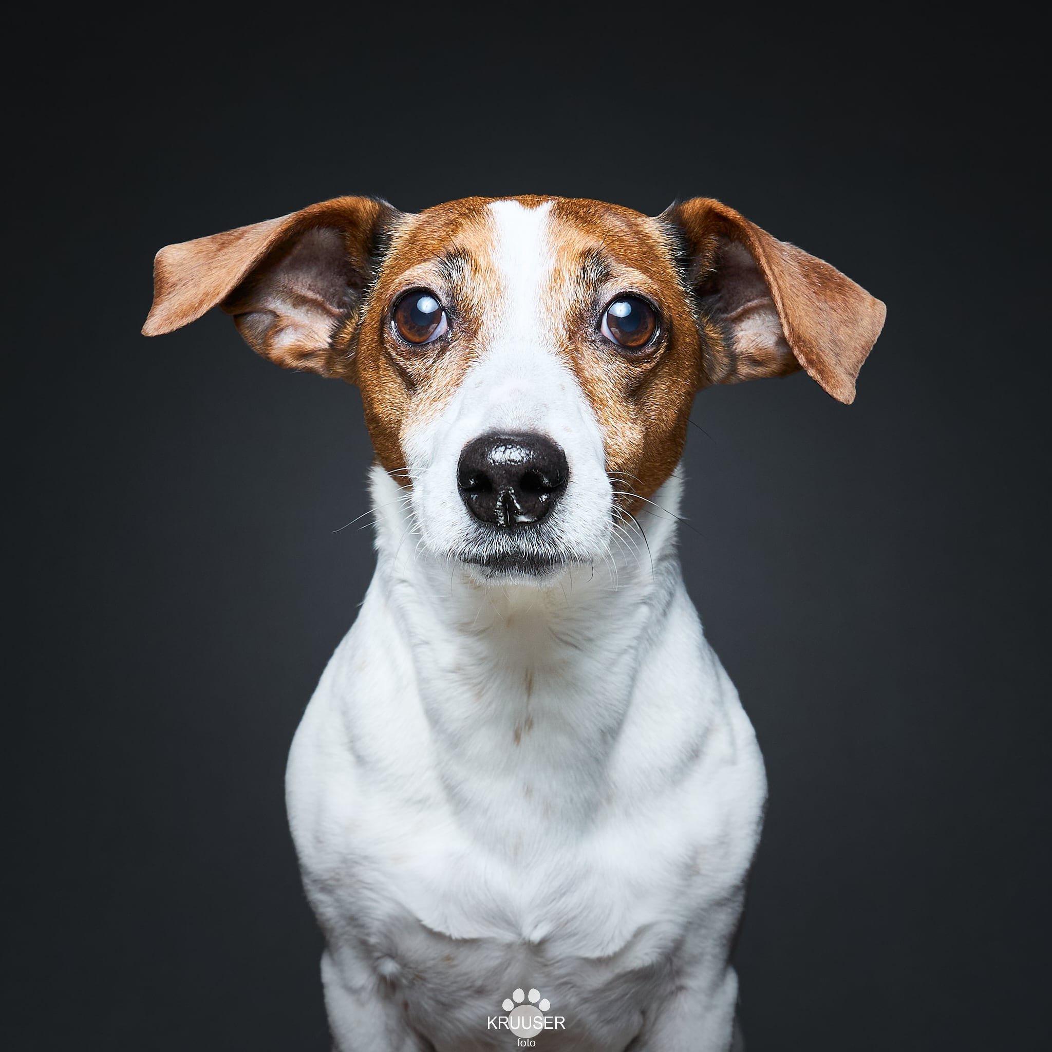 Minimalistlik Jack Russell terjeri portreepilt stuudios. KruuserFoto pildistab koeri Tallinna stuudios.