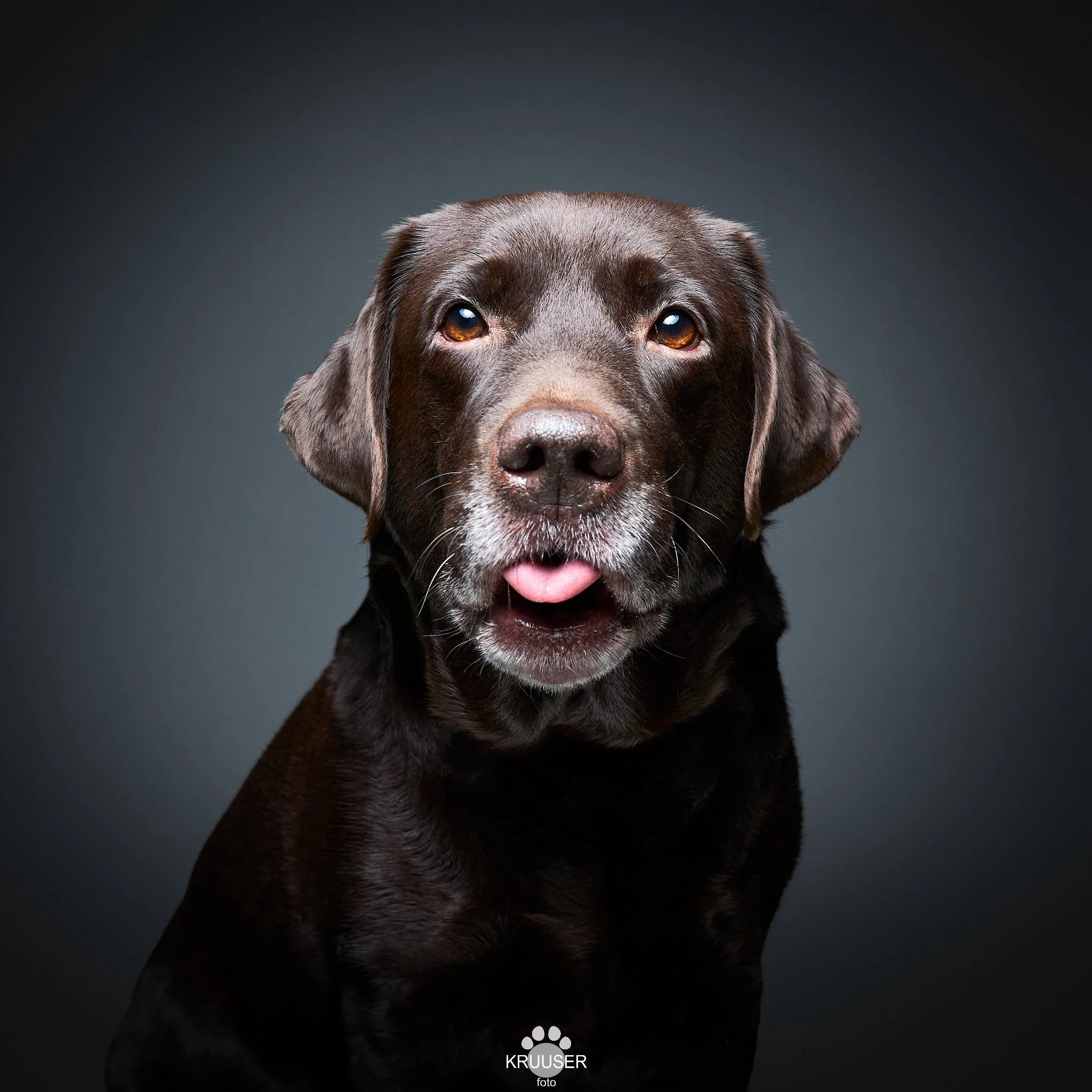 Minimalistlik portree koerast fotostuudio tumehallil taustal. Pruun labradori retriiver näitab sõbralikult keelt. Koerte pildistamine Tallinnas.