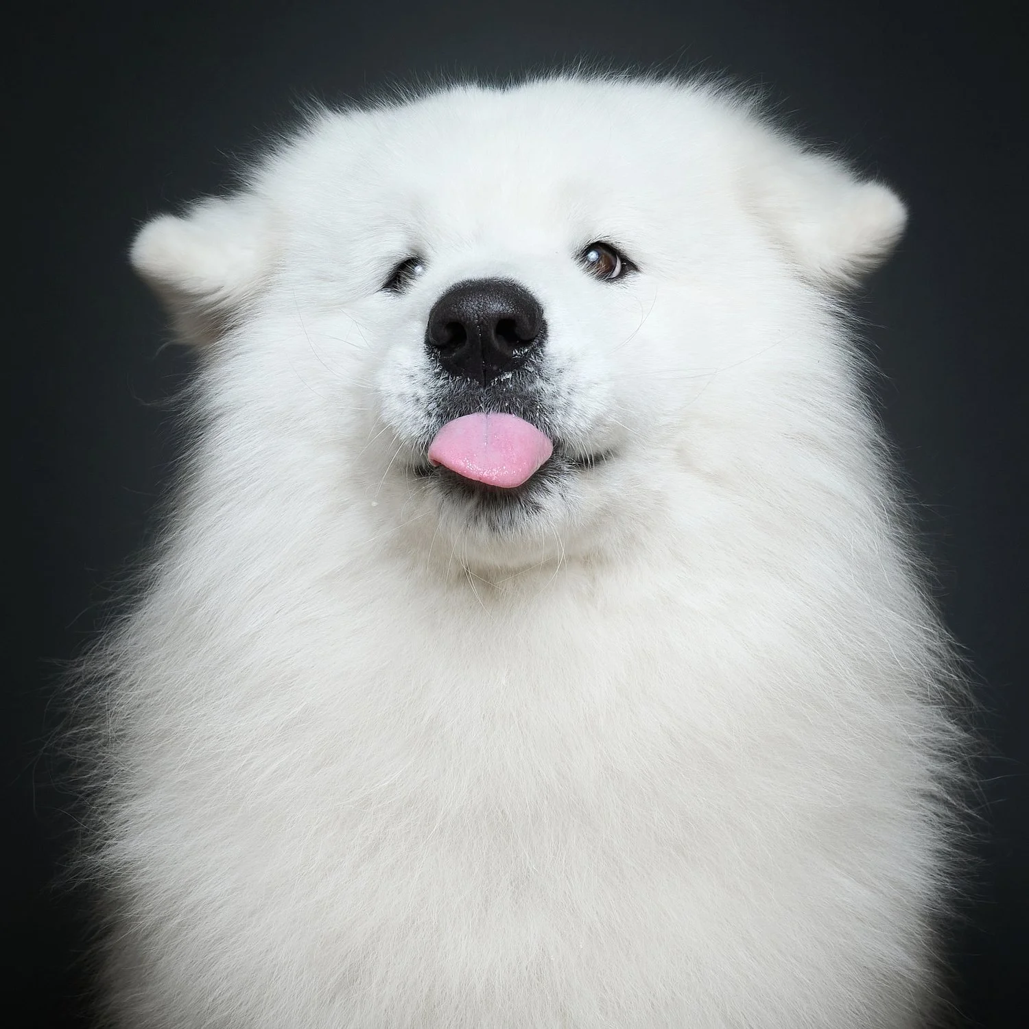 Koerte pildistamine, koeraportree stuudios, koerafotograaf