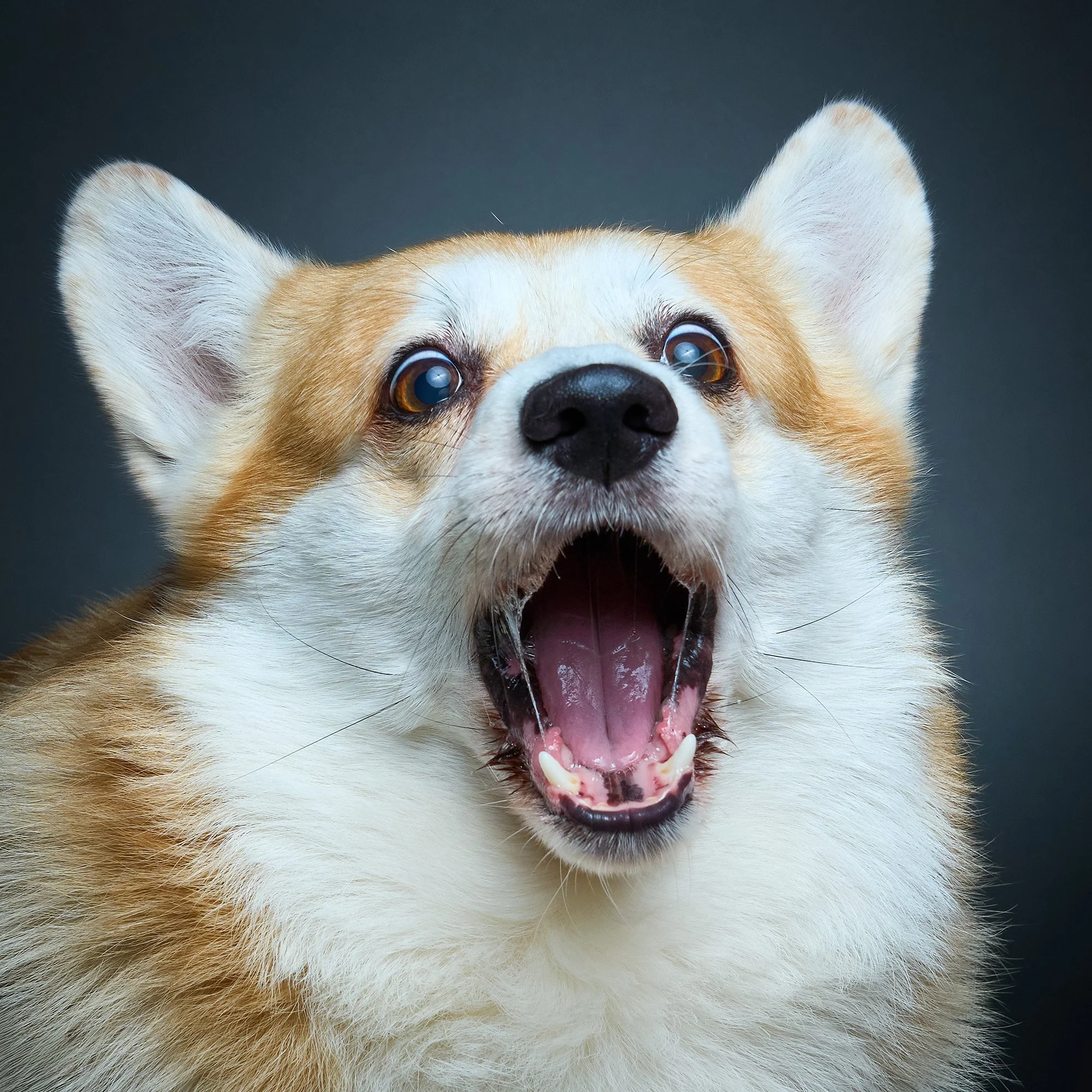 Koerte pildistamine, koeraportree stuudios, koerafotograaf