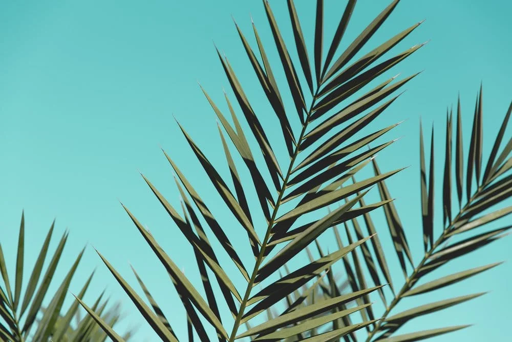 backgrounds-close-up-colors-572487.jpg