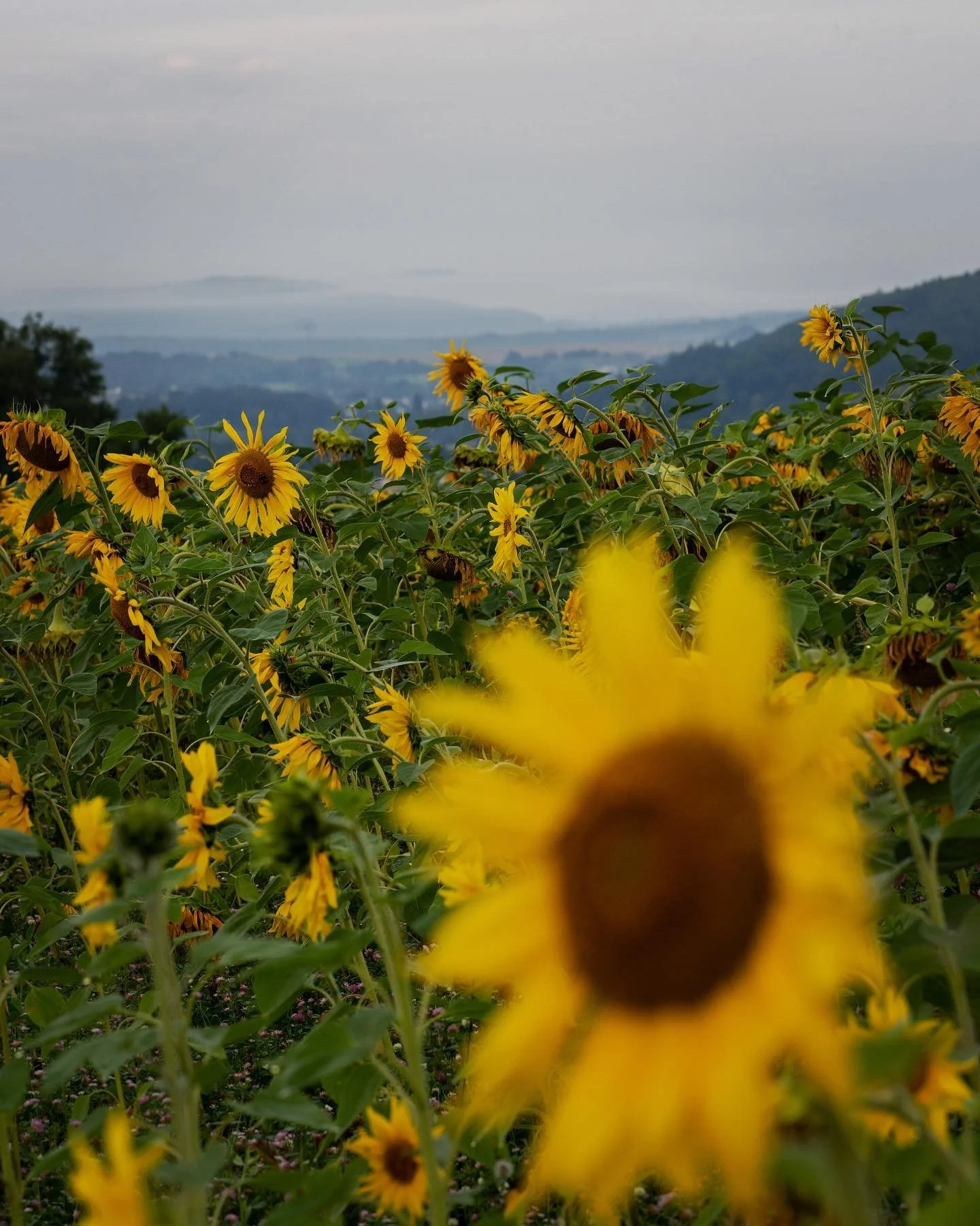 A New Chapter: Our Last Day Living in the United States