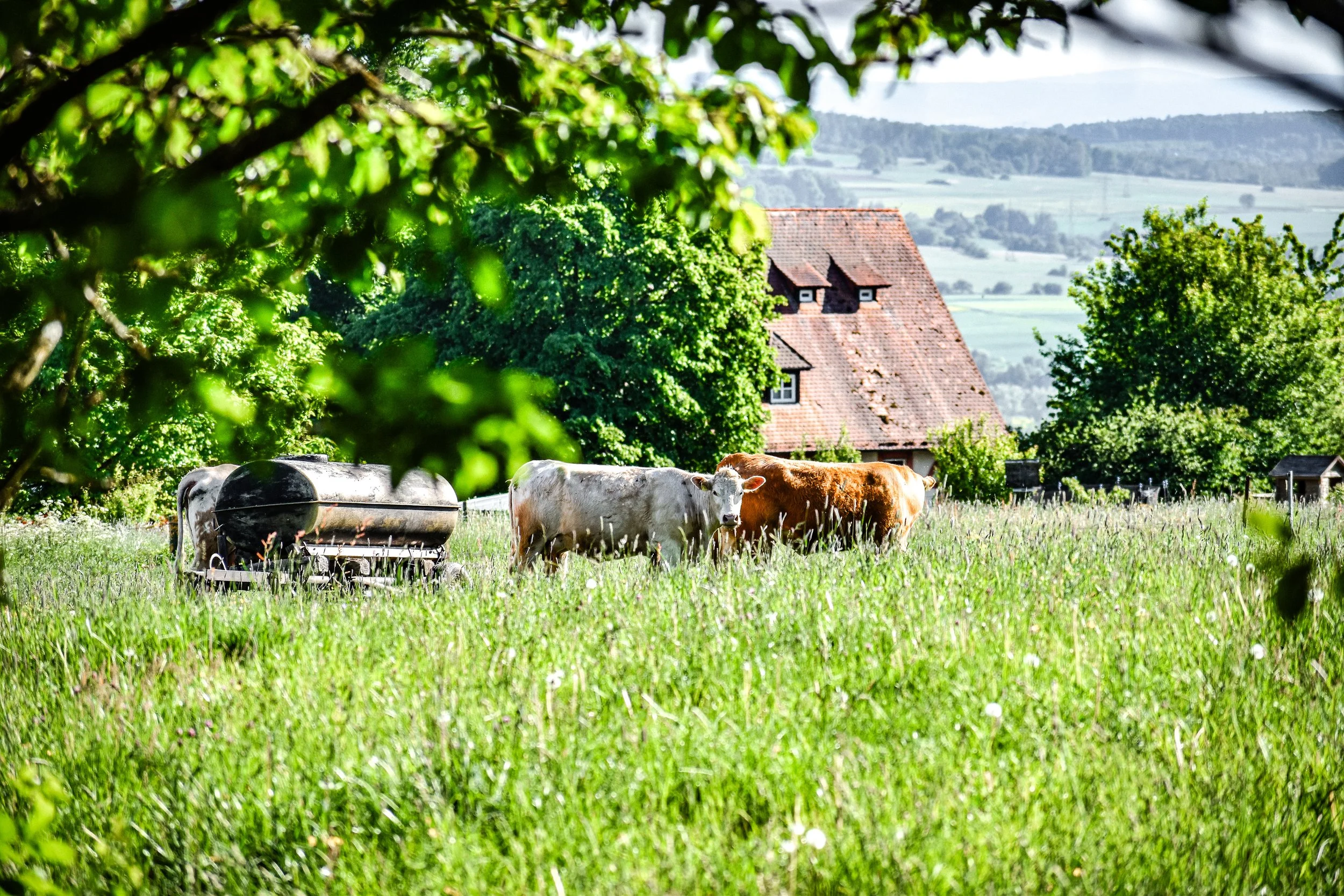 DSC_0134.jpeg