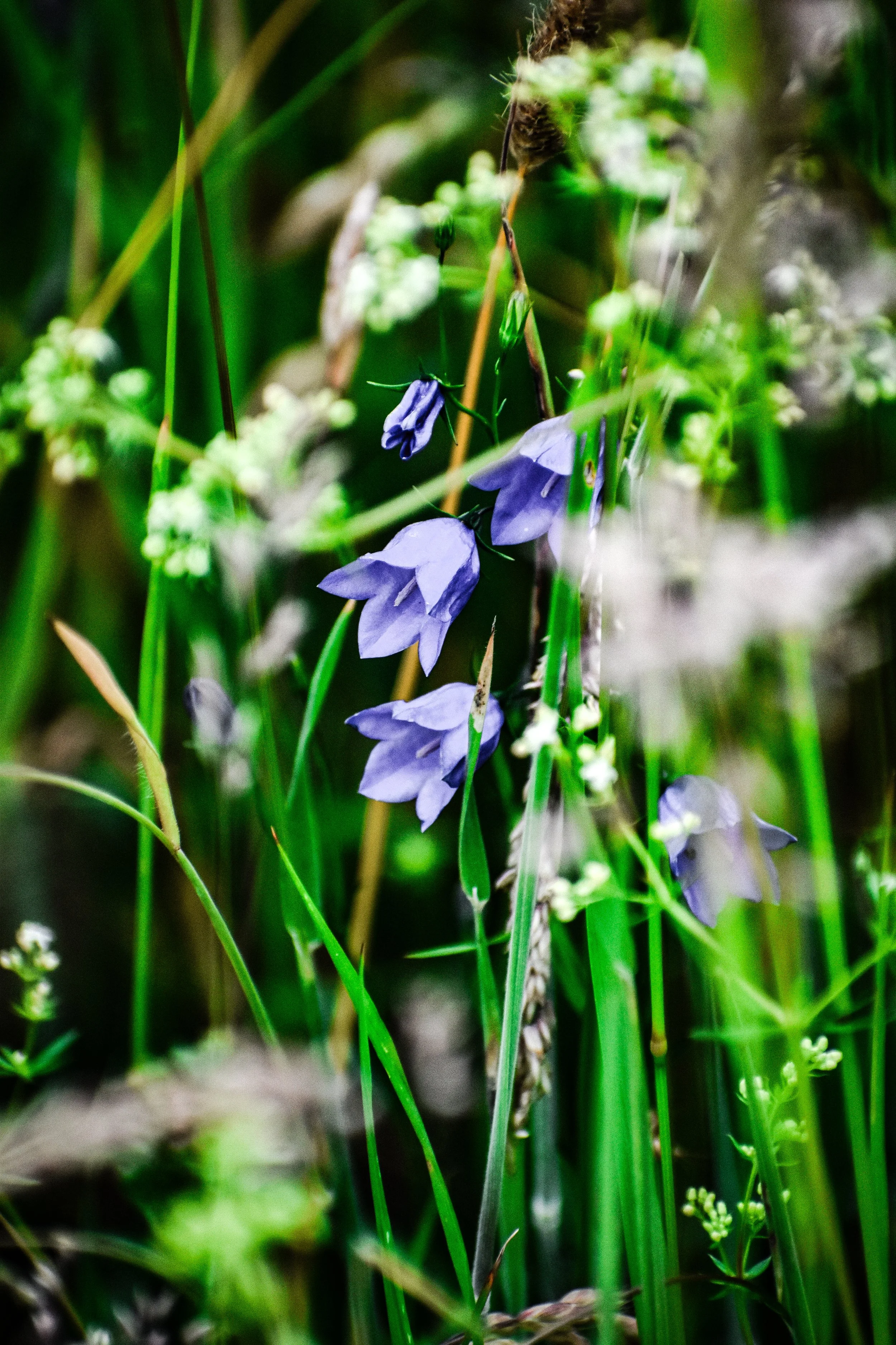 DSC_0217.jpeg