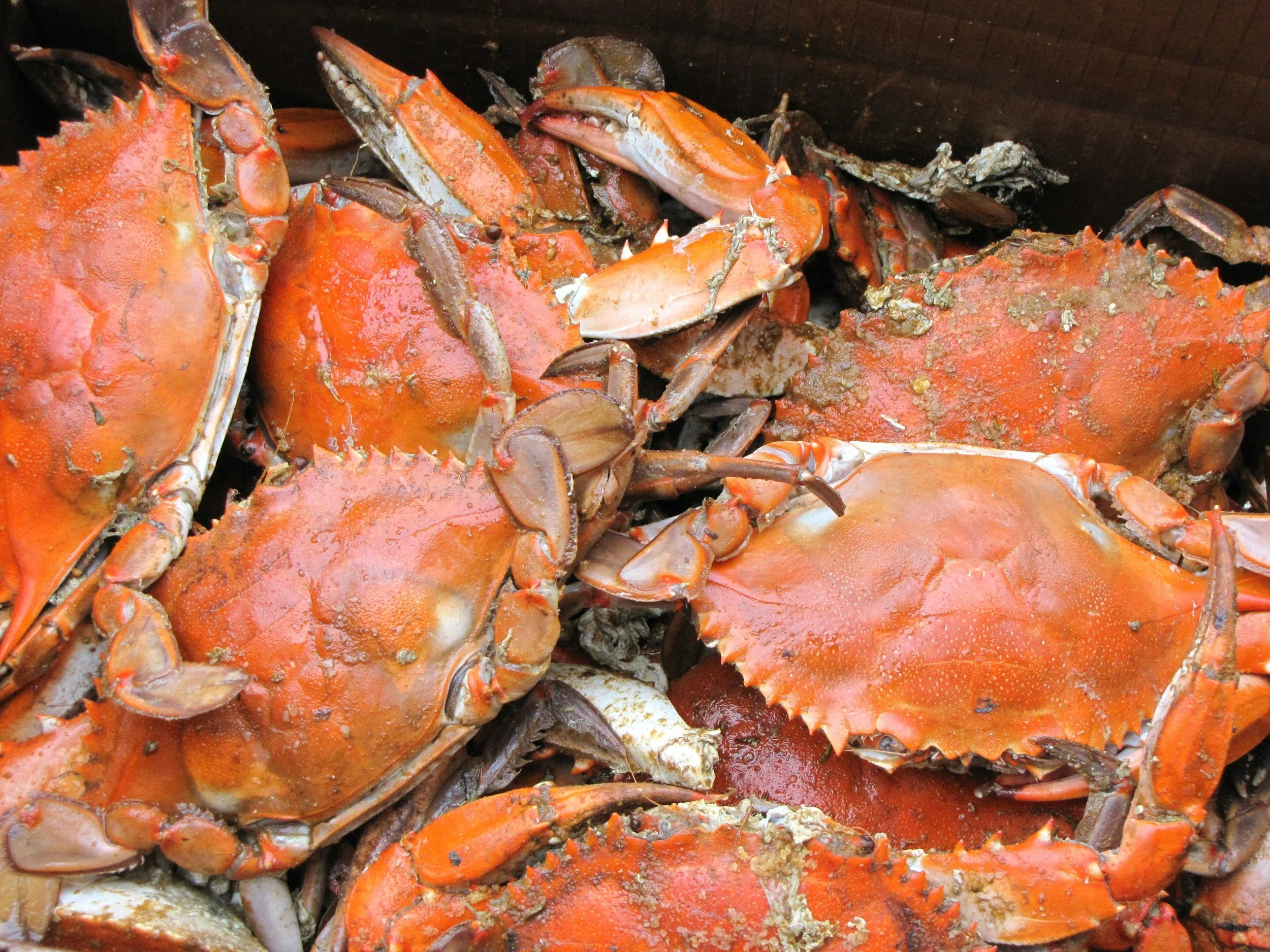 CRABS &amp; CANNONBALLS CRAB FEAST!