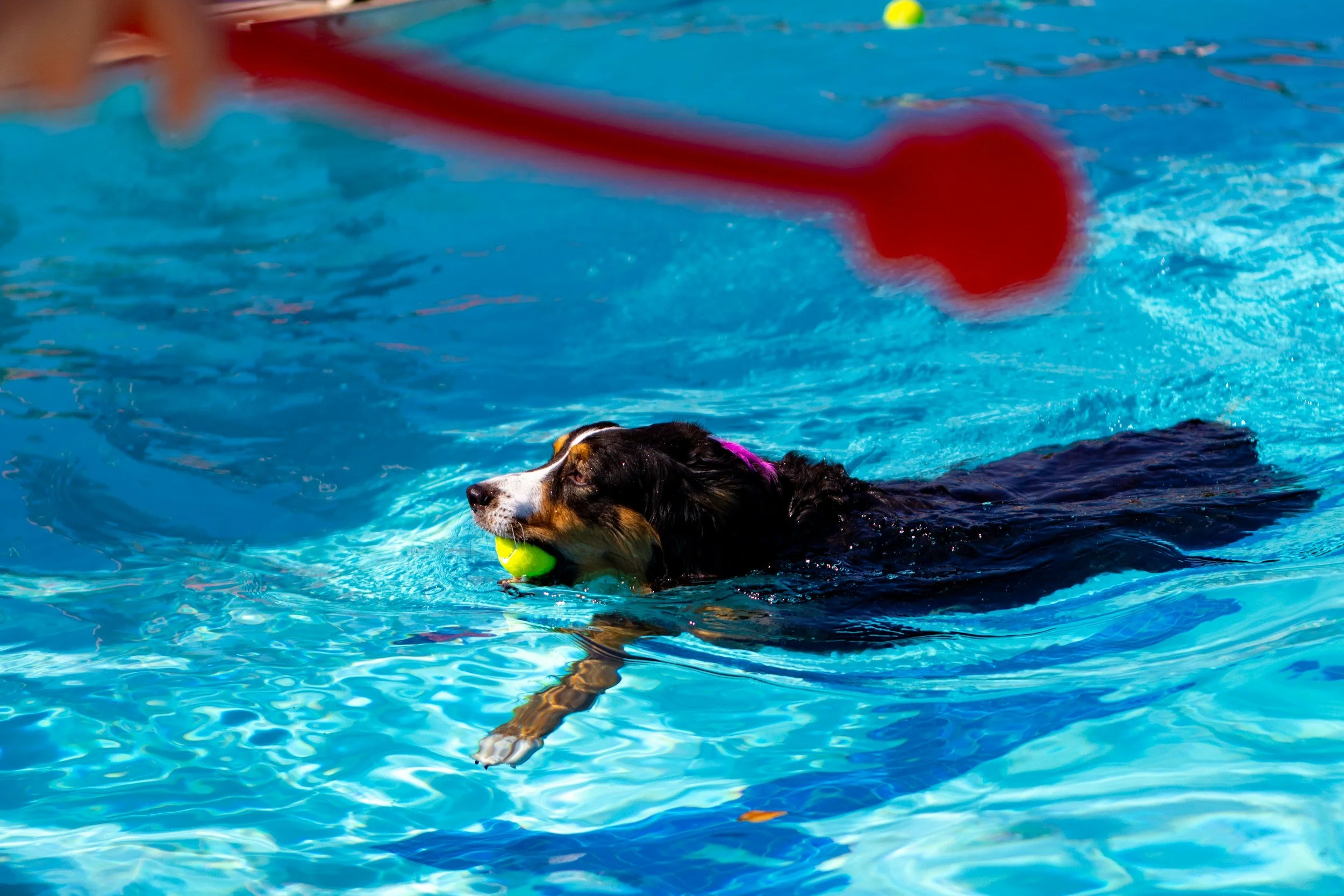 DOGGIE DIP AT 5:00!  