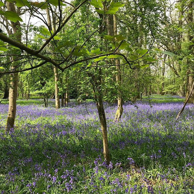 Bluebell season in full swing on our ride yesterday
-
-
-
-
-
-
-
#thecotswolds #cyclinglife #bluebells #bluebellseason #ebike