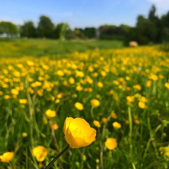 We love spring ☀️ ❤️
-
-
-
-
-
-
#cotswolds #thecotswolds #visitbritain #countryside #cycling #cyclinglife #ebike