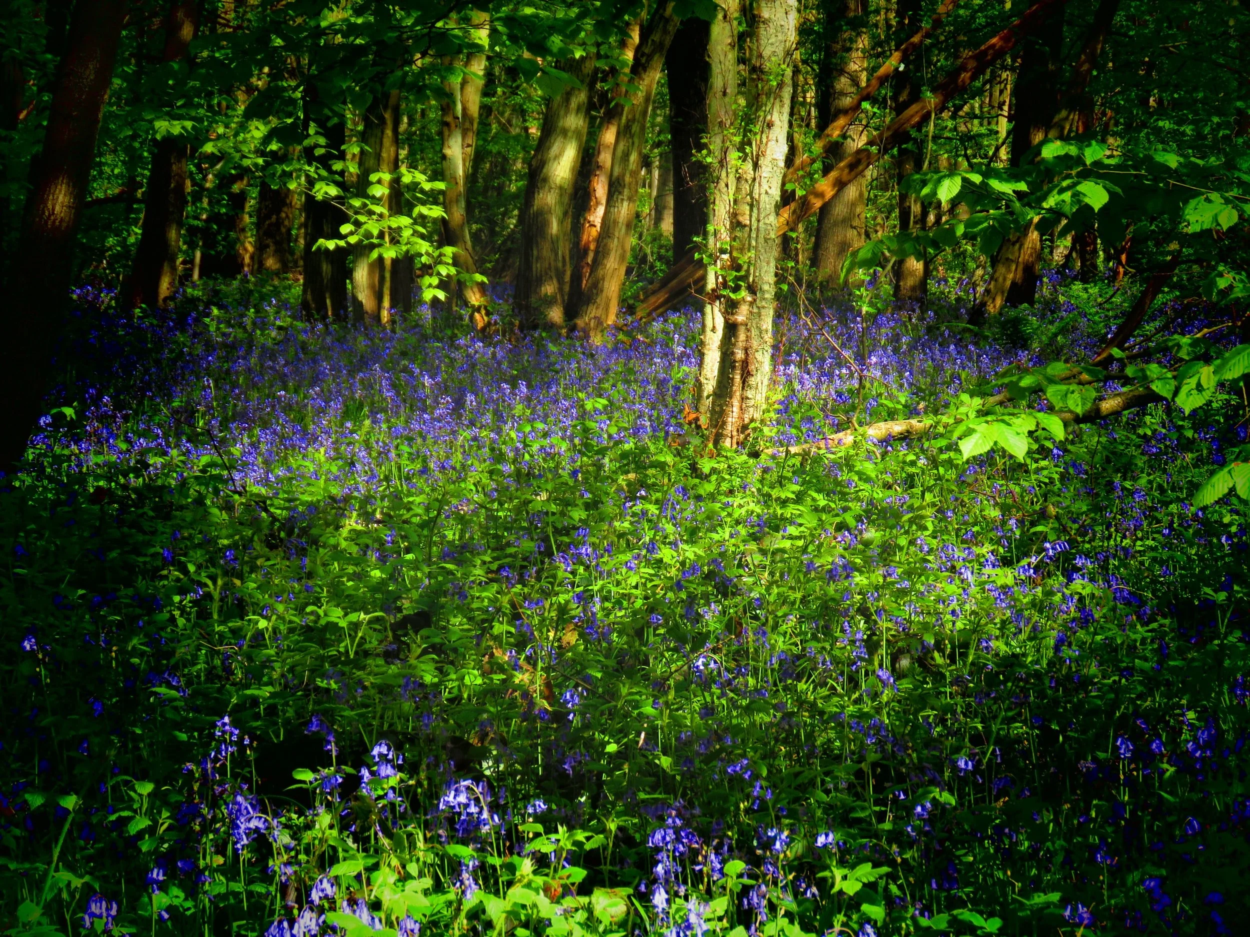 Restore, Replenish and Revitalise - A weekend of yoga, sound healing and nature
