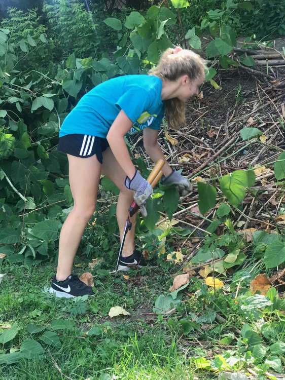 Juiie helped extract some Japanese Knotweed during one of the gardening sessions