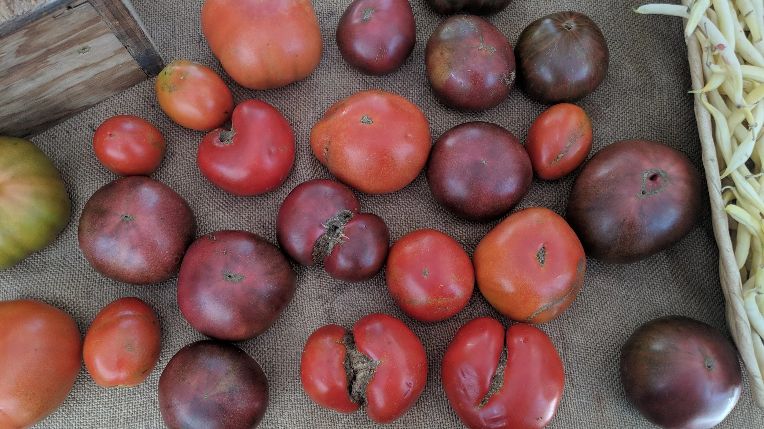 Heirloom tomatoes