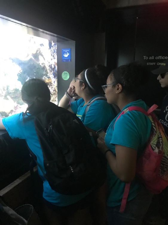 Admiring the sea critters.png