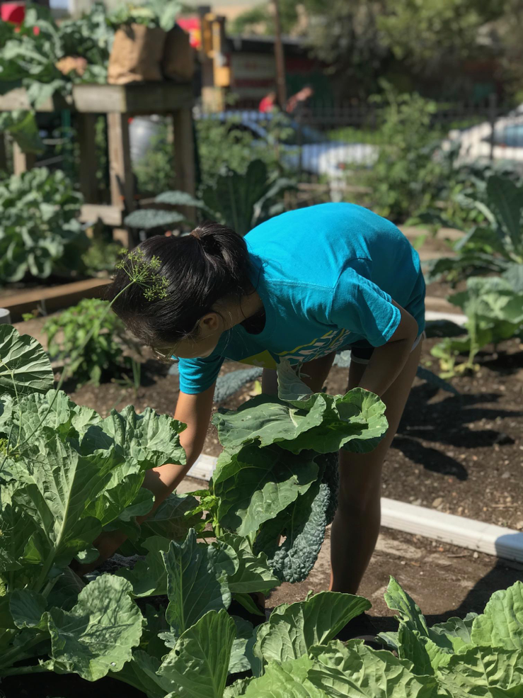 Jessica hard at work gathering the collard greens.png