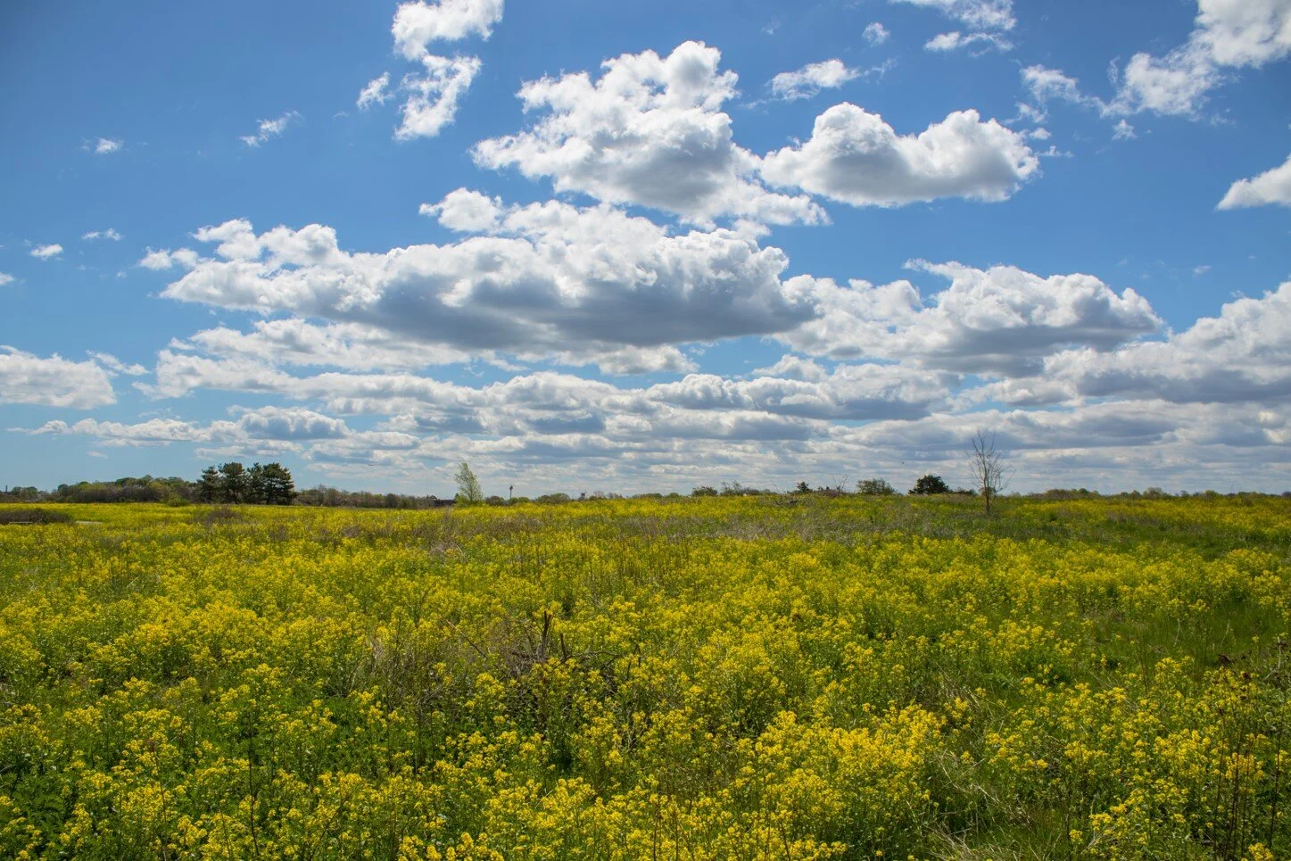 Belle Isle Marsh: The last remaining salt marsh in Boston