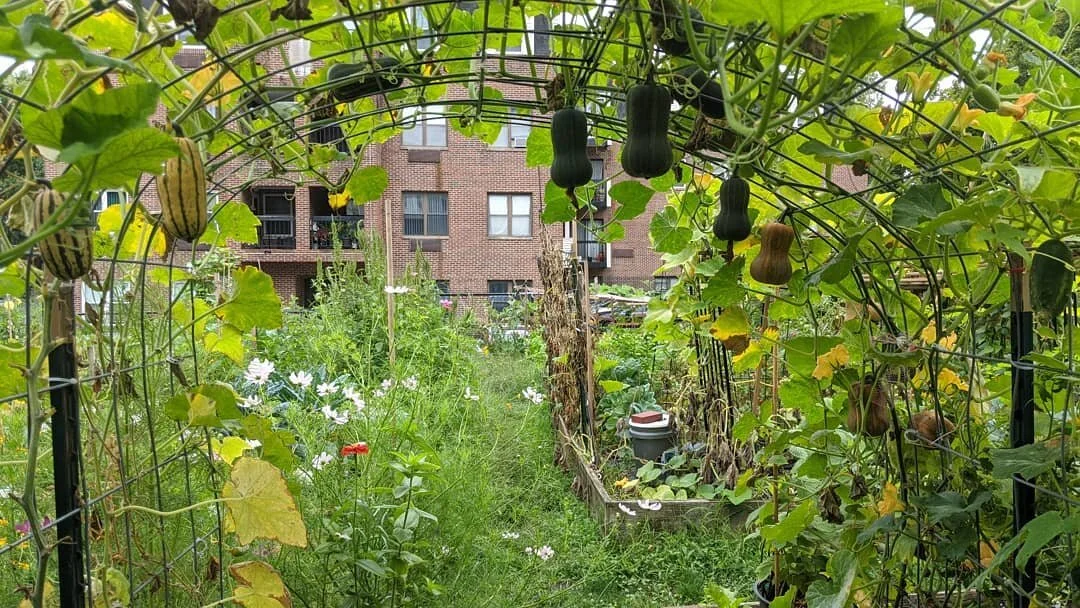 Boston Community Gardens in 2020: How gardeners adapted, and community spirit thrived