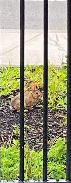  On Monday, the ambassadors were out and about, identifying trees with Speak for the Trees. This is a picture of a bunny I saw while walking. -Emily 