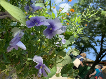  I took this picture while on our walk around East Boston (Our Garden). I picked this photo because I like the different type of colors and the people in the background. It shows the different type of flowers they grow in the garden and that people c