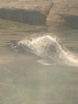  On Wednesday, we went on a scavenger hunt and as we explored the list of things to find, one of them was a seal (outside of the aquarium). There were many things on the list, but the seal was what really attracted my eye and I wonder how it got ther