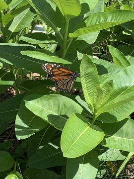  As humans, we’re extremely self-involved so we don’t notice what the other living things around us are doing. If you look closely at photos from one of the Eastie Farm gardens, you can spot a butterfly and some bees at work. Though I don’t know what