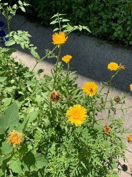  As humans, we’re extremely self-involved so we don’t notice what the other living things around us are doing. If you look closely at photos from one of the Eastie Farm gardens, you can spot a butterfly and some bees at work. Though I don’t know what