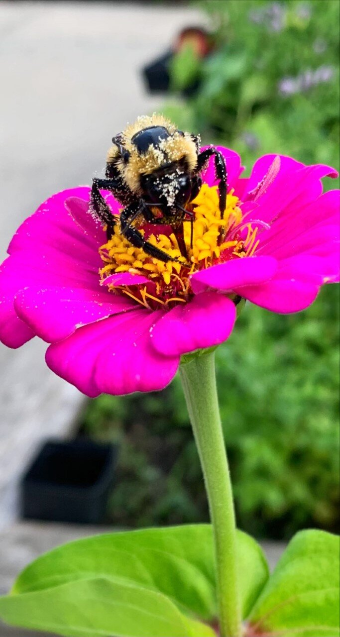  This picture was taken at the Nightingale Community Garden. There were so many bees pollinating all the beautiful flowers that were in the garden. I really love how you can see the pollen on the bee, it’s so COOL! Best picture I have taken so far! I