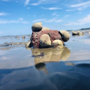 A bundle of periwinkles around this tiny rock-    The beauty at the ocean.jpg