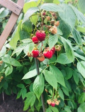 Fresh and extra juicy raspberries at your local garden.jpg