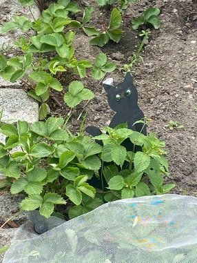 Spotted a cat in the garden.jpg