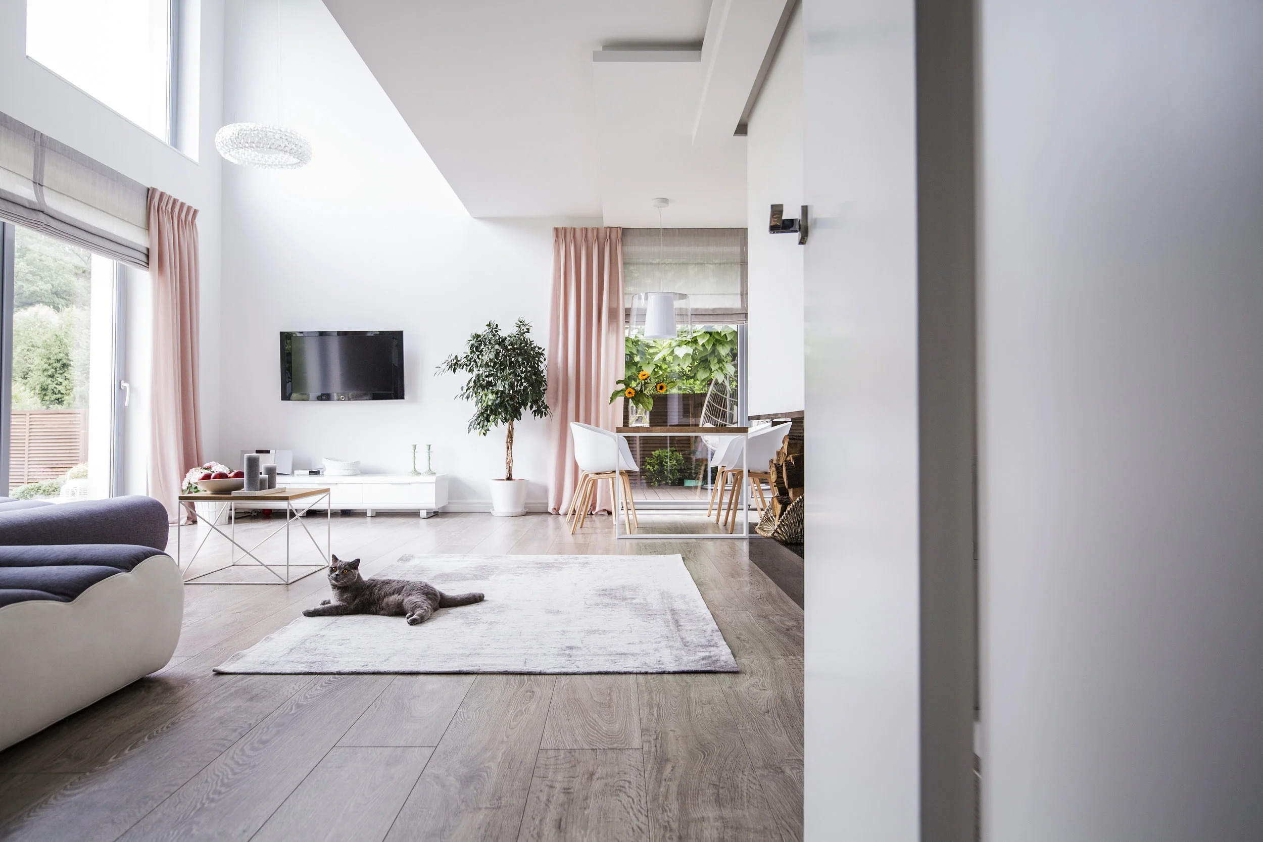 grey-cat-on-carpet-in-spacious-living-room-8KDXC4E.jpg