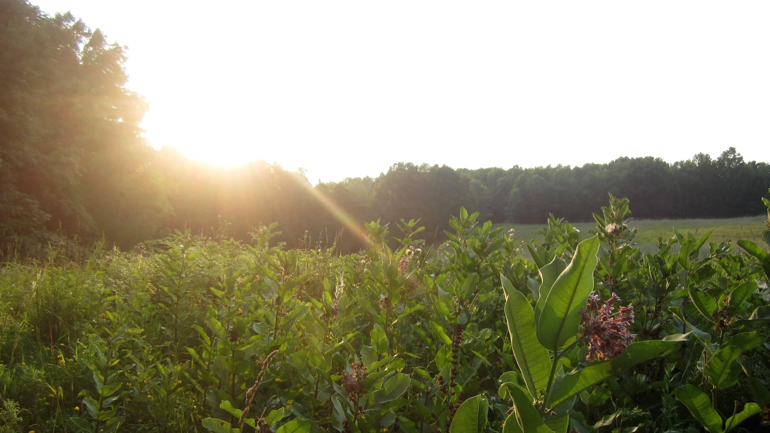 Milkweed%252B%252527Garden%252527%252B-%252BEast%252BField%252528questionable%252529%252B-%252Blooking%252Bwest.jpg