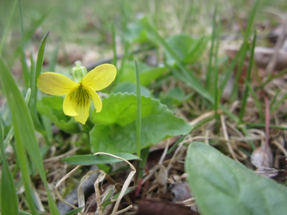 Sweet the Sap, Though Short the Spring