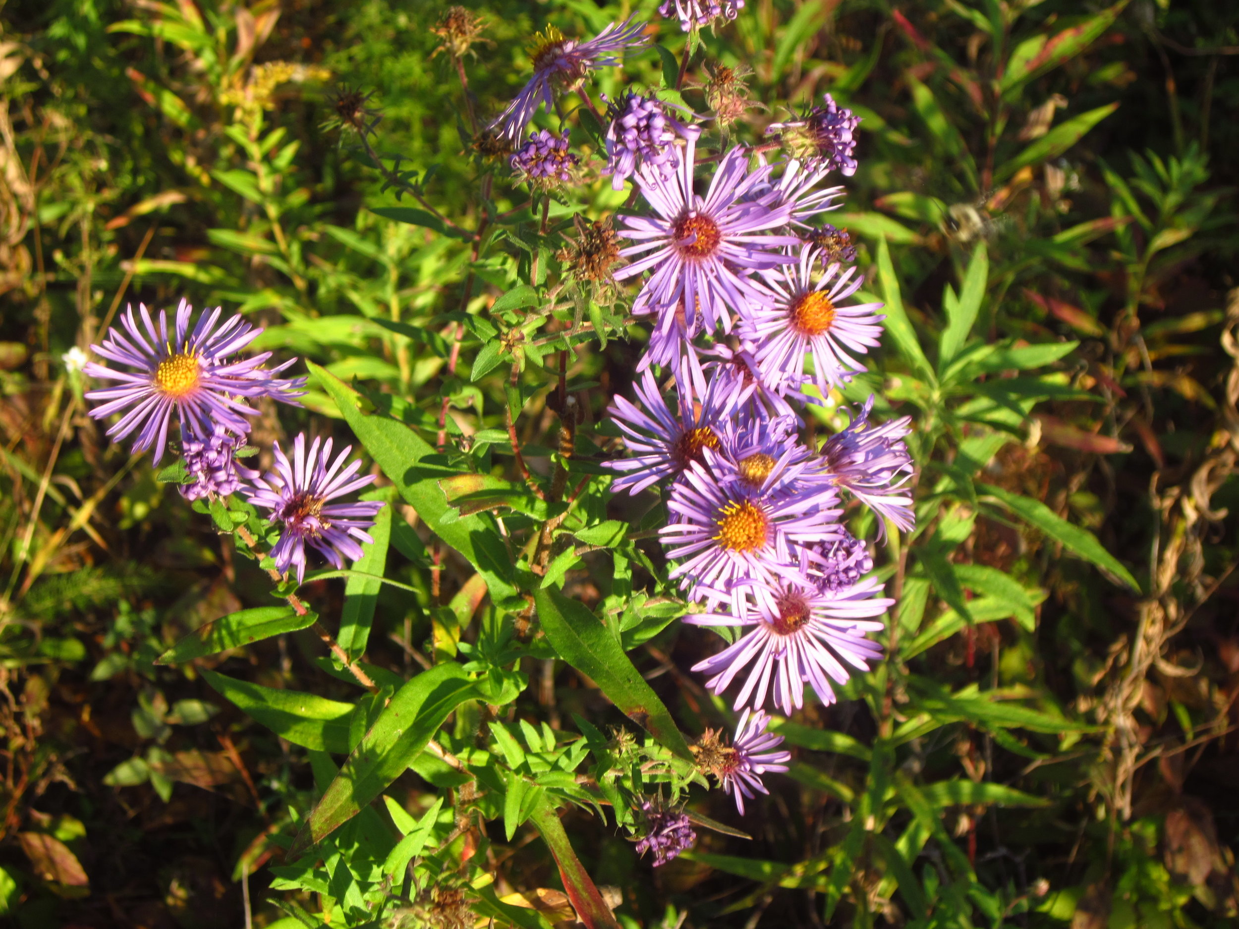 Fall Wildflowers