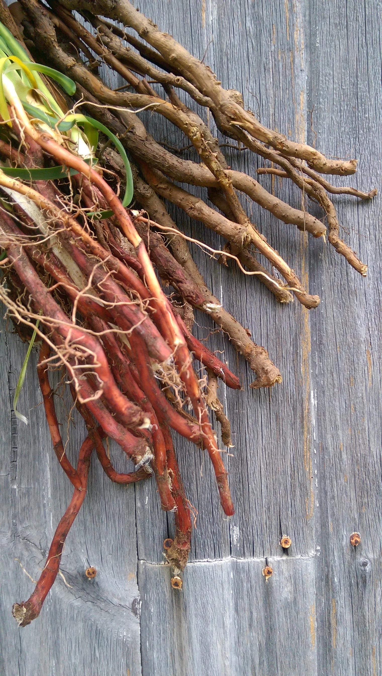 Foraging For Roots