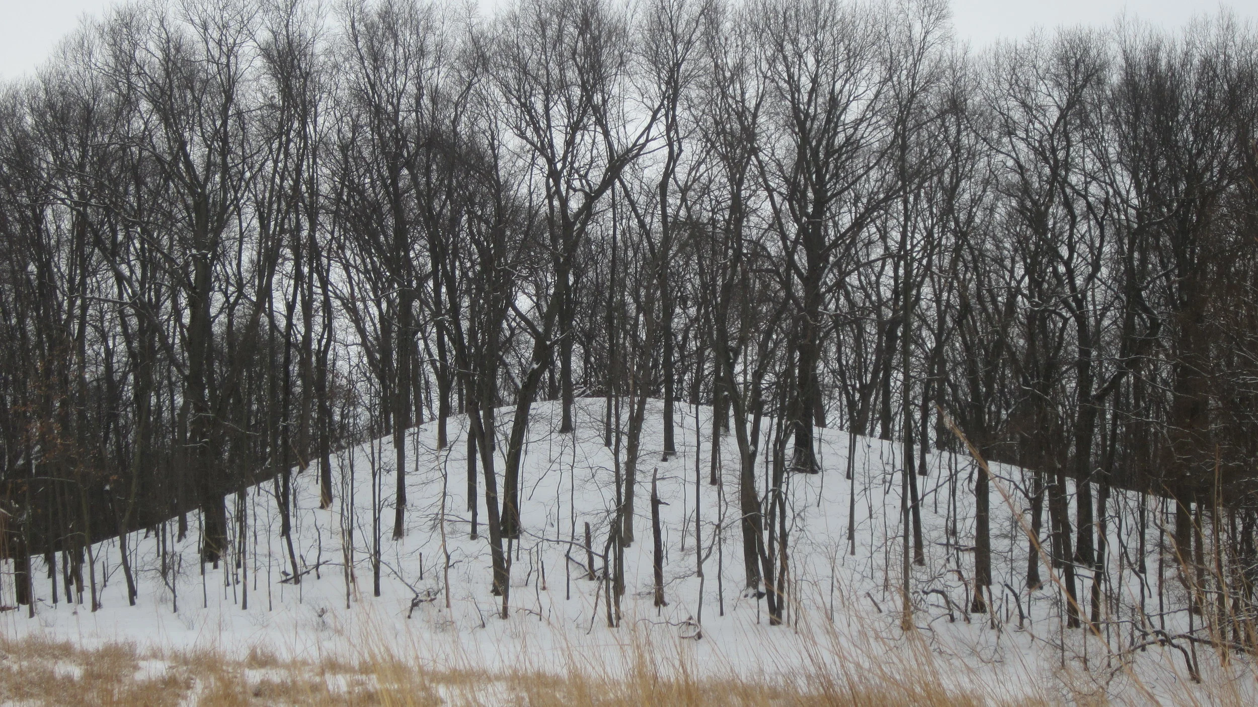 Winter Tree Identification