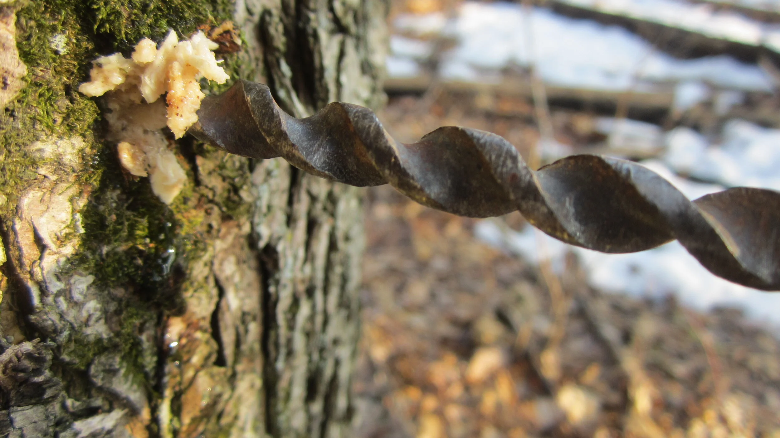 Basics of Maple Sugaring