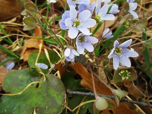 Spring Ephemeral Wildflowers Walk