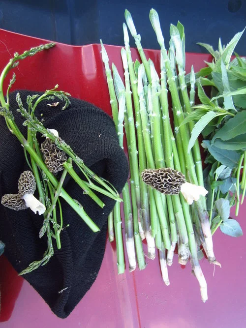 Foraging Spring Greens