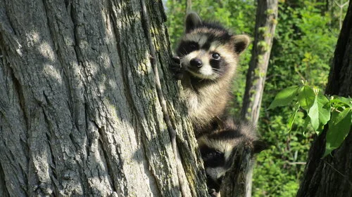 Nurtured through Nature: Kids Hike